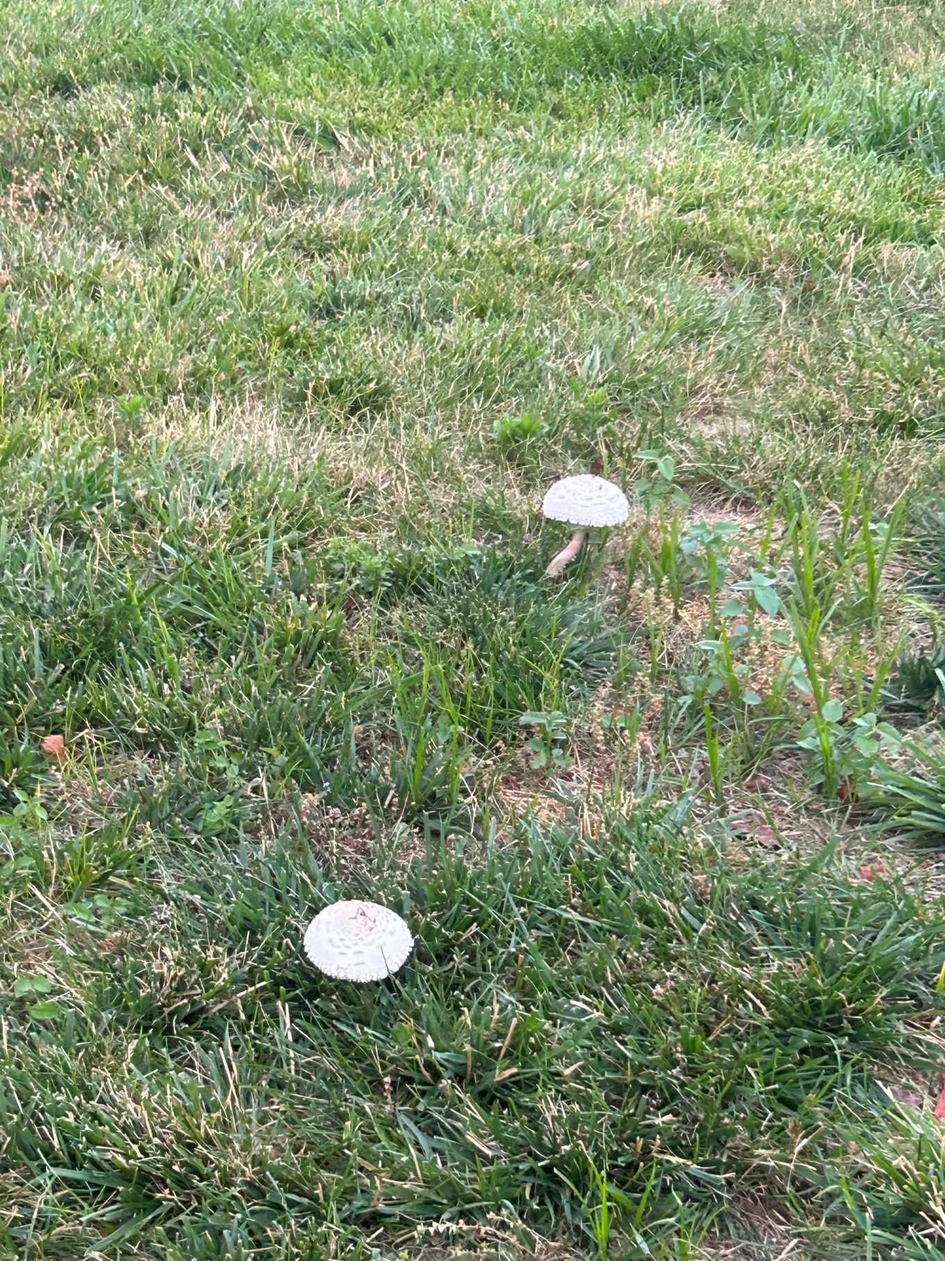 Image of two large, white mushrooms.